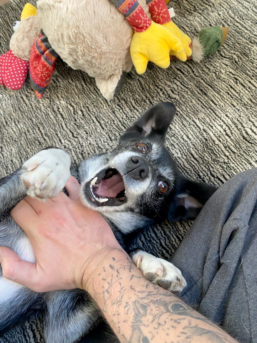 wearemightyai's tweet photo. Just a cute picture of @svitkunas' derpy Druska mid-play to make your day 🐶🦴
Happy #peturday from us!
#peturday #dogparent #pettherapy https://t.co/WhA0W4M9PD