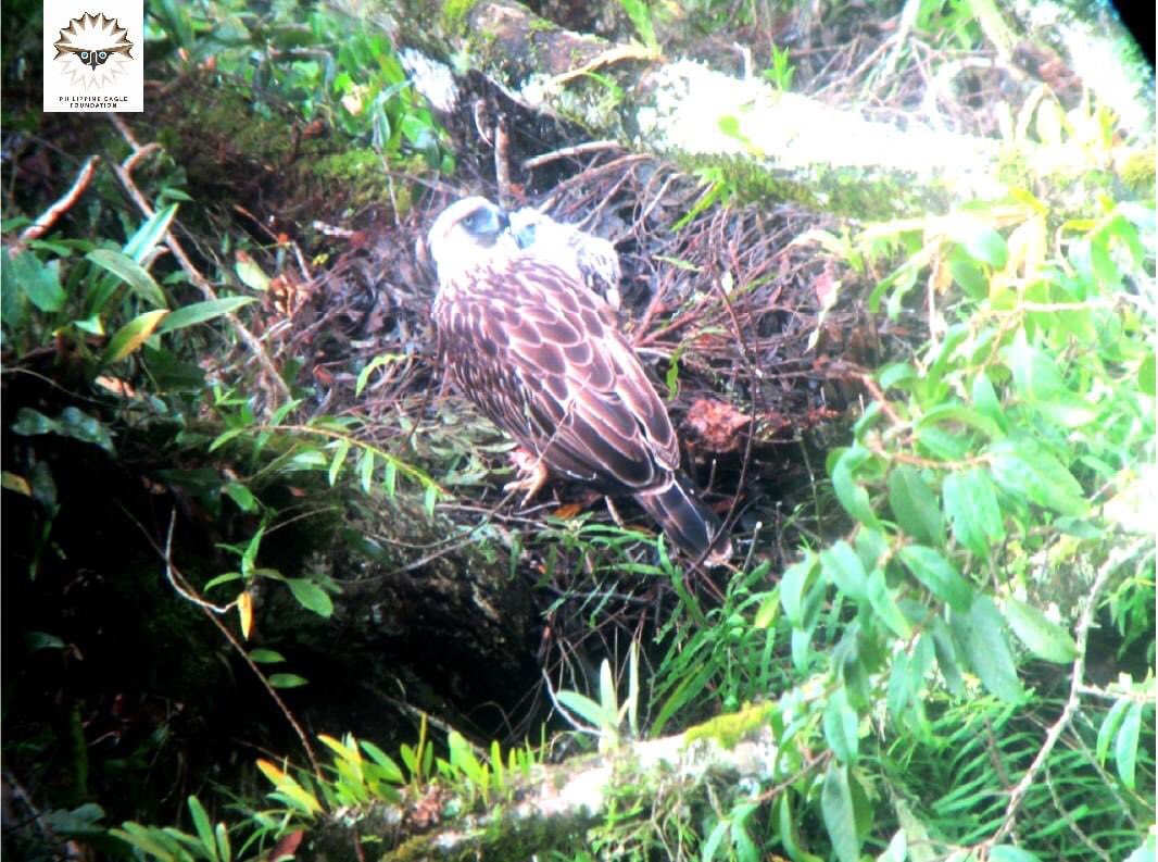 PhilEagleFdn's tweet photo. LOOK: A photo of a Philippine Eagle mother and her chick within the Mts. Makabol-Alikoson Conservation Area (MMACA).
This is what we’ll be destroying if we don’t act soon.
#ProtectMMACA https://t.co/Zu2fG51JxY