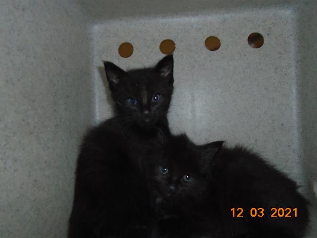 CutePetsRvrside's tweet photo. Hey. I am a male, 1.20 lbs, black Domestic Shorthair. I am estimated t… https://t.co/0l8LX6f94E https://t.co/fGomPdWr32