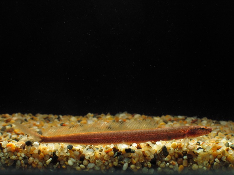 Varanussalvator's tweet photo. #FishABC: V is for Vaillantella maassi, the Fork-tailed Loach. This species, 1 of the 3 members of Vaillantellidae, lives in forest streams in parts of Sumatra, Borneo, Peninsular Malaysia &amp; southern Thailand.

📷: Choy Heng Wah, H-J Chen, Aquarium Glaser https://t.co/RgRY8vXSYl