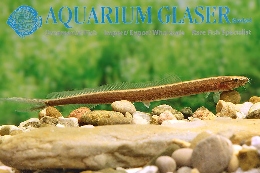 Varanussalvator's tweet photo. #FishABC: V is for Vaillantella maassi, the Fork-tailed Loach. This species, 1 of the 3 members of Vaillantellidae, lives in forest streams in parts of Sumatra, Borneo, Peninsular Malaysia &amp; southern Thailand.

📷: Choy Heng Wah, H-J Chen, Aquarium Glaser https://t.co/RgRY8vXSYl