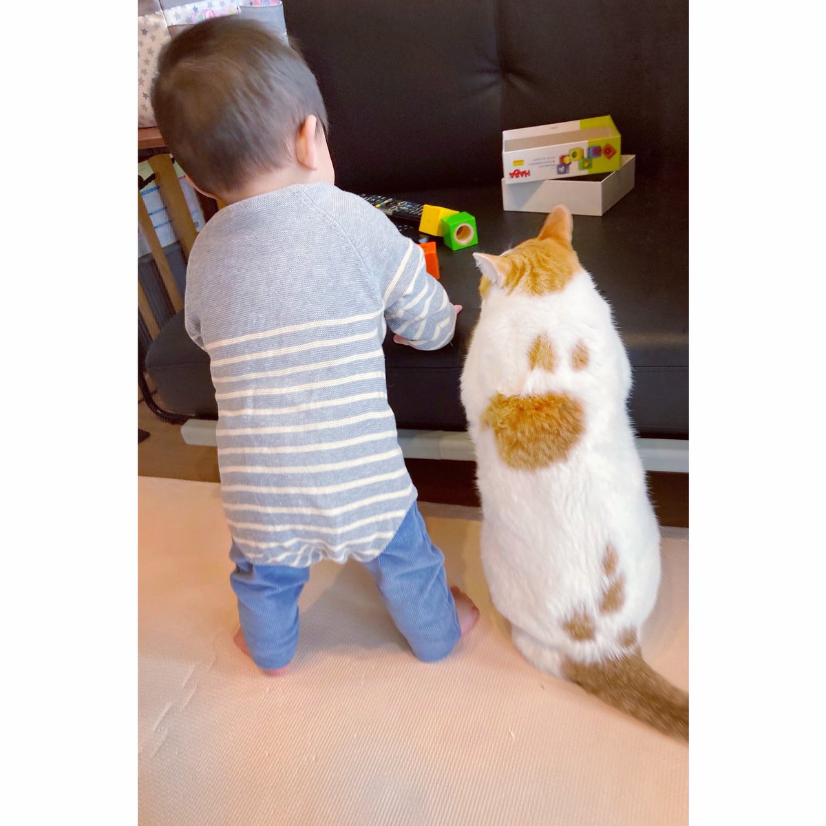 UA_0802's tweet photo. つかまり立ち出来た事が嬉しくて、歓喜の雄叫びをあげたせんと。一体何事だと、野次猫が飛んできて可愛いショットが撮れた🤍 https://t.co/Ut9bmHnEx7