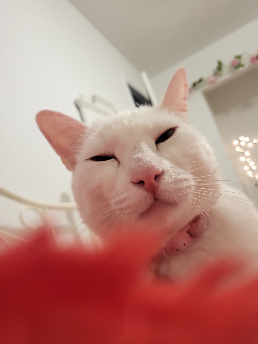 imezracat's tweet photo. hi https://t.co/b8qnJ9WfGF