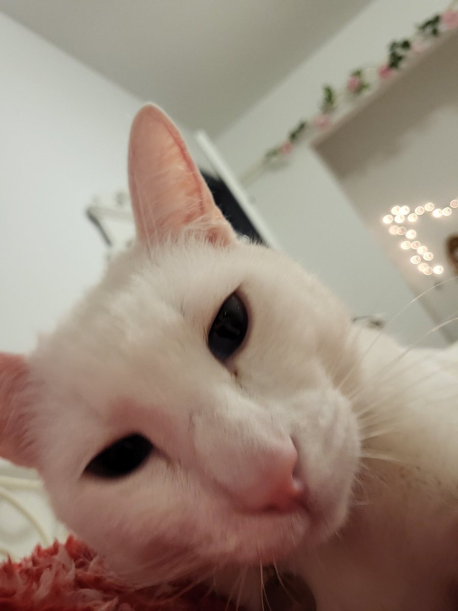 imezracat's tweet photo. hi https://t.co/b8qnJ9WfGF