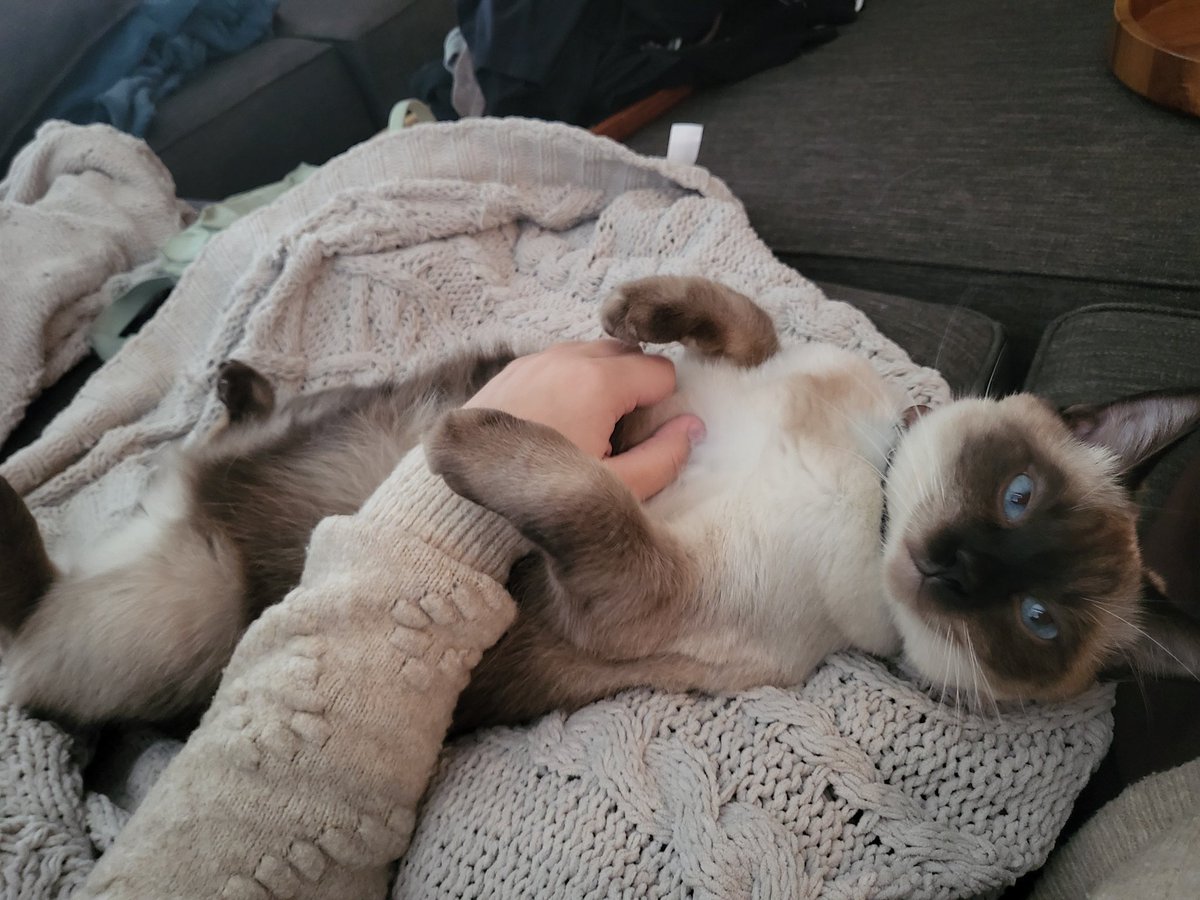 imezracat's tweet photo. sommetime's i am nice https://t.co/b9VbH2hvhZ
