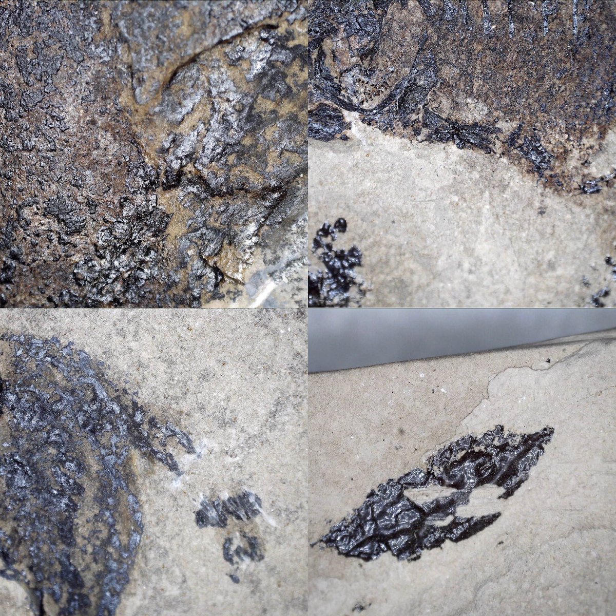 dr_dappleton's tweet photo. Well #FossilFriday one more, a pair of #apateon with extensive #softtissue coverage on both #animals #extinctamphibian #paleontology #celestrondigitalmicroscope #lowerpermian #fossil #fossils #fossilamphibian #fossilphotography #fossil #fossils #NaturePhotography #nature https://t.co/Ozf5iu1jDS