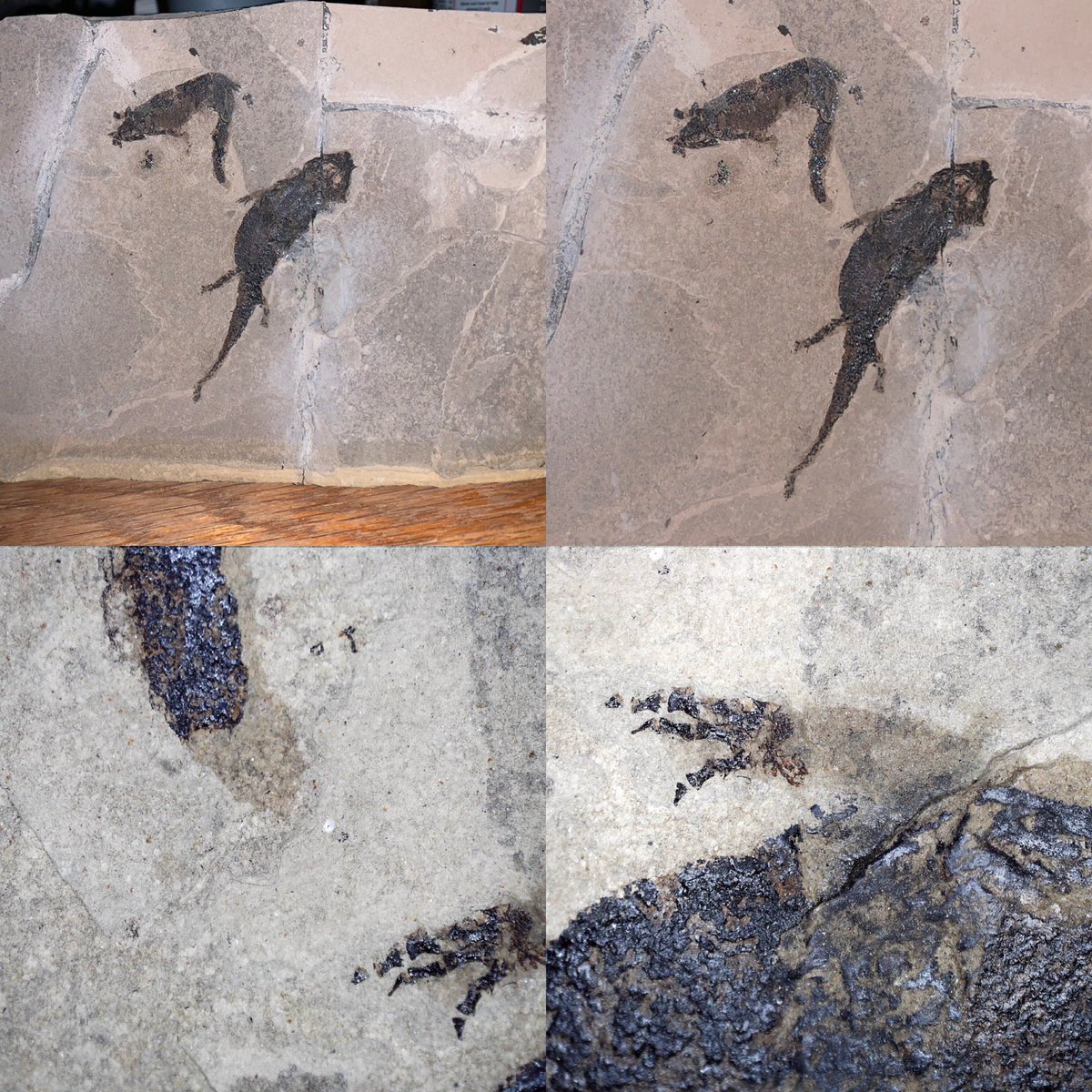 dr_dappleton's tweet photo. Well #FossilFriday one more, a pair of #apateon with extensive #softtissue coverage on both #animals #extinctamphibian #paleontology #celestrondigitalmicroscope #lowerpermian #fossil #fossils #fossilamphibian #fossilphotography #fossil #fossils #NaturePhotography #nature https://t.co/Ozf5iu1jDS