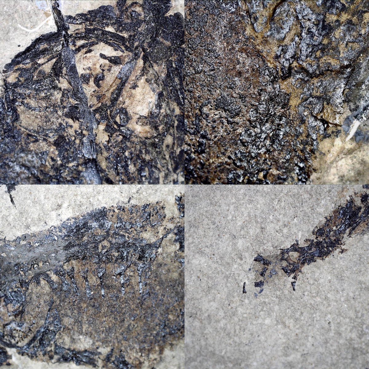 dr_dappleton's tweet photo. Well #FossilFriday one more, a pair of #apateon with extensive #softtissue coverage on both #animals #extinctamphibian #paleontology #celestrondigitalmicroscope #lowerpermian #fossil #fossils #fossilamphibian #fossilphotography #fossil #fossils #NaturePhotography #nature https://t.co/Ozf5iu1jDS