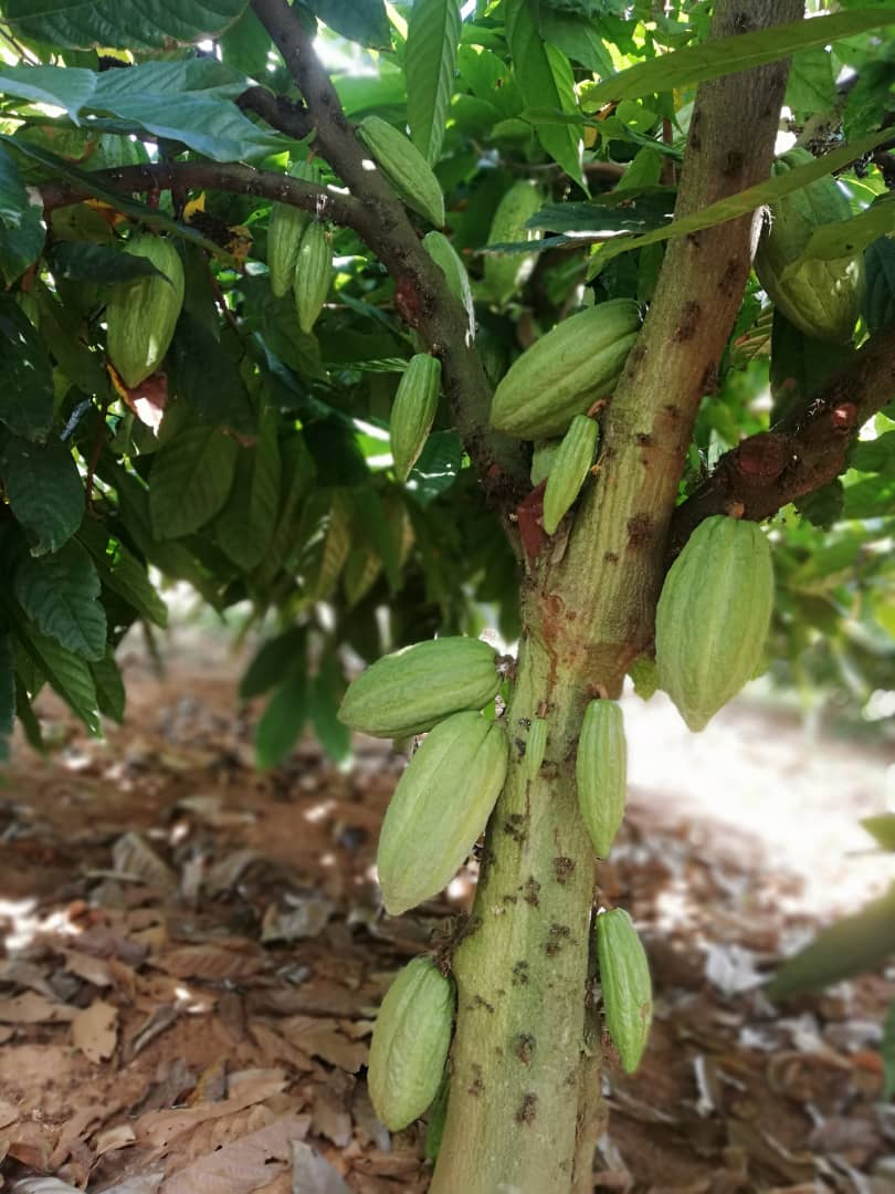 patrickkuyokwa's tweet photo. Grown in Nkhatabay, Malawi 🇲🇼. 
Processed to standards.
Woman owned. 
Malawi's first Chocolate Brand, @KwanzaCocoa 
Malawi to the World 🇲🇼✊🏿 https://t.co/YEHaN6i1jX