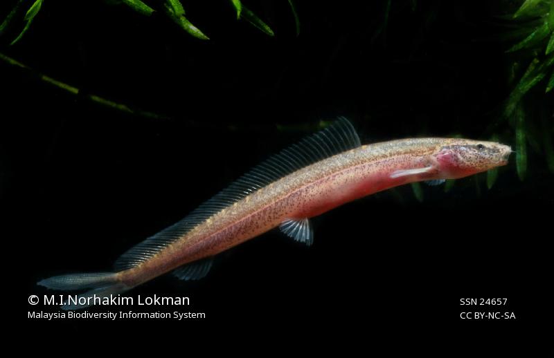 Varanussalvator's tweet photo. #FishABC: V is for Vaillantella euepiptera. This species occurs in the Kapuas basin in West Kalimantan, Indonesia Borneo, as well as in the Tasik Bera system in Pahang, Peninsular Malaysia.

https://t.co/yZYZqBiSRh

https://t.co/ke0b3ZNztl

📷: M.I. Norhakim Lokman, Hans Evers https://t.co/R81uRFxTLa