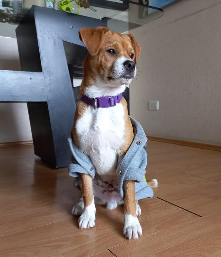 Amigos, se me parte el alma, este bebé de 3 meses no consigue hogar hasta ahora y ya no pueden darle temporal, lo han dejado nuevamente en la recepción de mi edificio. Yo le estoy dando alimento y paseos, no puedo darle más. Ayúdenme a conseguirle una familia, por favor. 🥺 🙏🏻