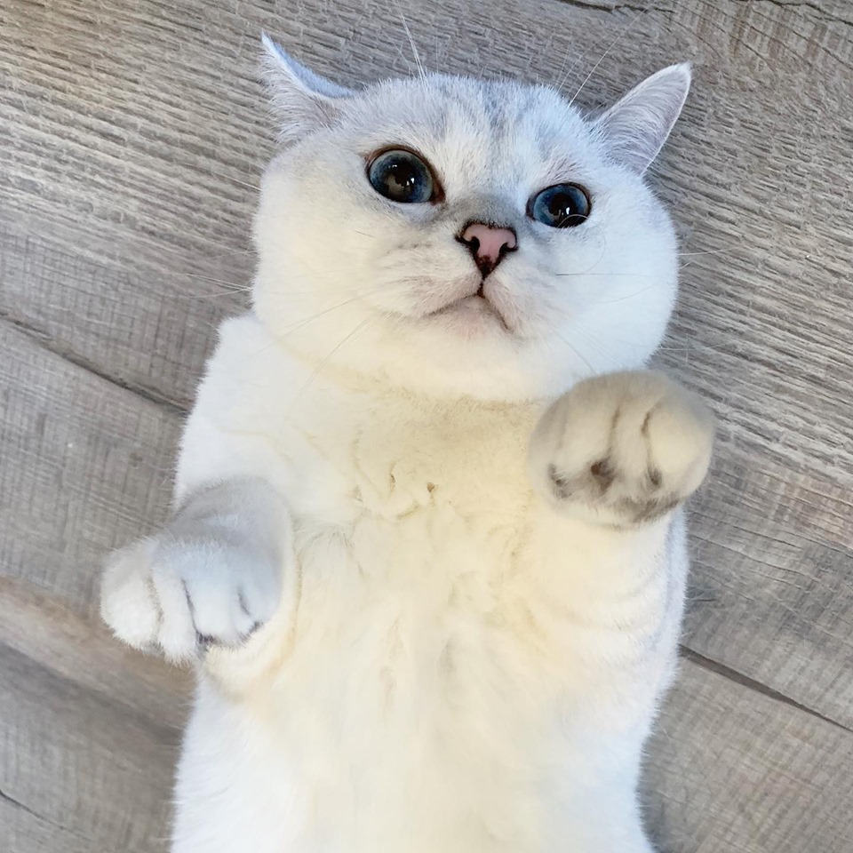 ANGEL |parody| ♡ tweet media