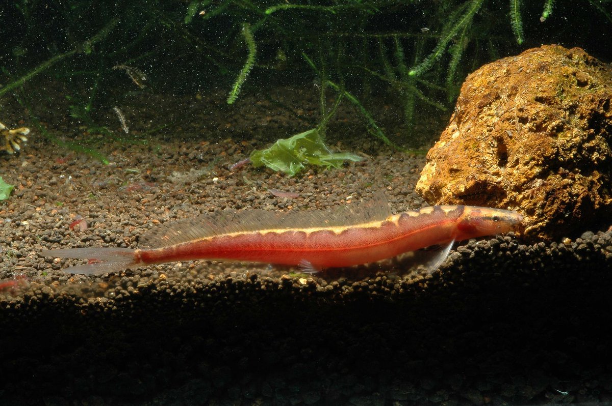 Varanussalvator's tweet photo. #FishABC: V is for Vaillantella euepiptera. This species occurs in the Kapuas basin in West Kalimantan, Indonesia Borneo, as well as in the Tasik Bera system in Pahang, Peninsular Malaysia.

https://t.co/yZYZqBiSRh

https://t.co/ke0b3ZNztl

📷: M.I. Norhakim Lokman, Hans Evers https://t.co/R81uRFxTLa