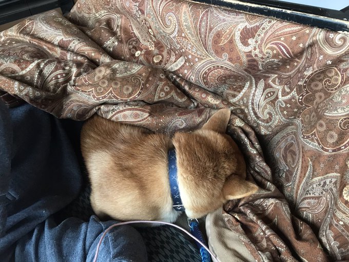 家族とこたつに入って昼寝するわんこ 