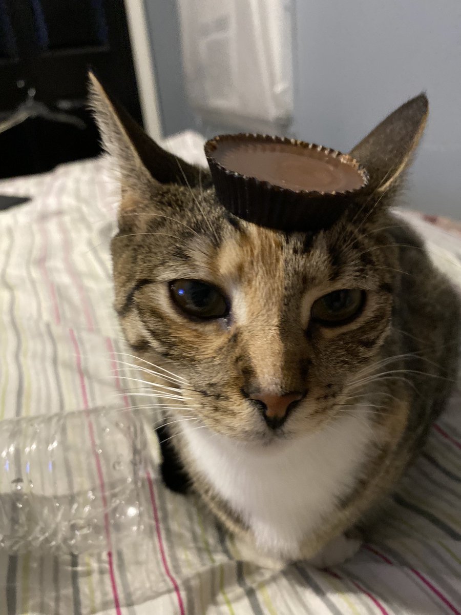 Botcher23's tweet image. New hat