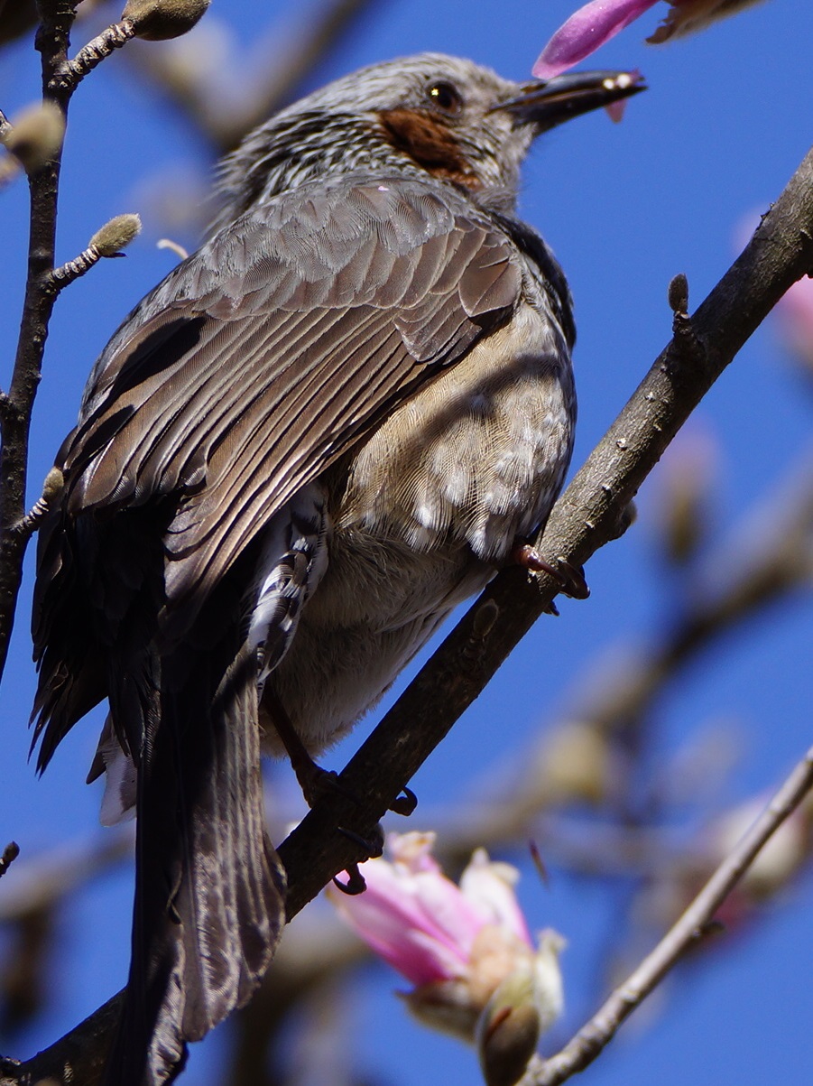 花を食べる Twitter Search Twitter