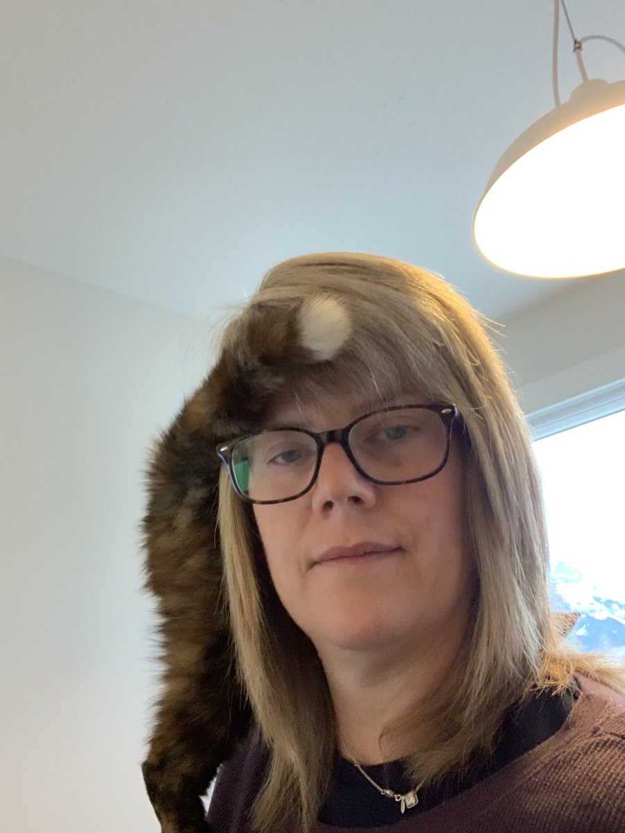jenknow's tweet photo. Best looking cat in Canmore? Maybe, she is definitely top ten https://t.co/NOMqNmA3pH