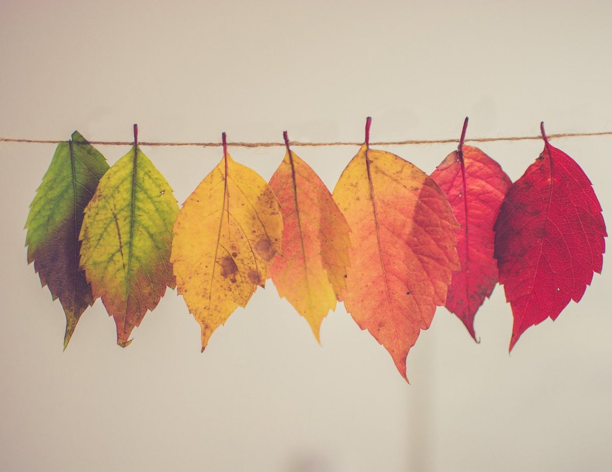 Mother__naure's tweet photo. Colorful…
#autumn #nature #beautiful #chill #自然 #emotionalhealth #dropleaf #NFTphoto #nftphotography https://t.co/MN2AVR5B0p