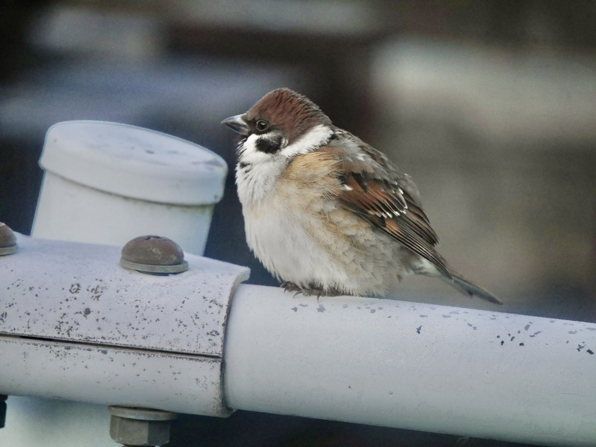 最終形態 冬対応のスズメの姿に モフモフ可愛い ふくら雀はいいぞ Togetter 最終形態 冬対応のスズメの姿に モフモフ可愛い ふくら雀はいいぞ Togetter