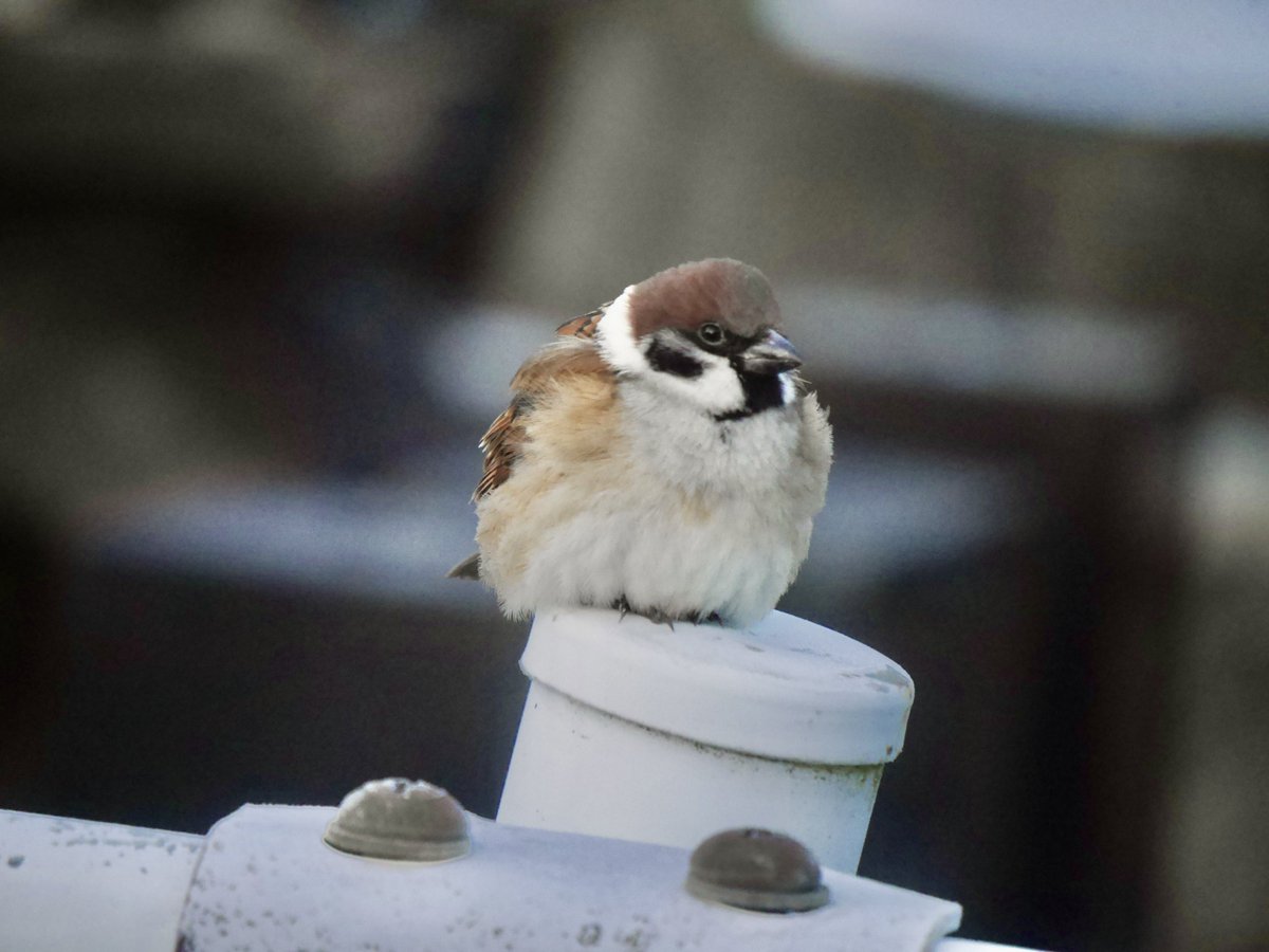 最終形態 冬対応のスズメの姿に モフモフ可愛い ふくら雀はいいぞ Togetter 最終形態 冬対応のスズメの姿に モフモフ可愛い ふくら雀はいいぞ Togetter