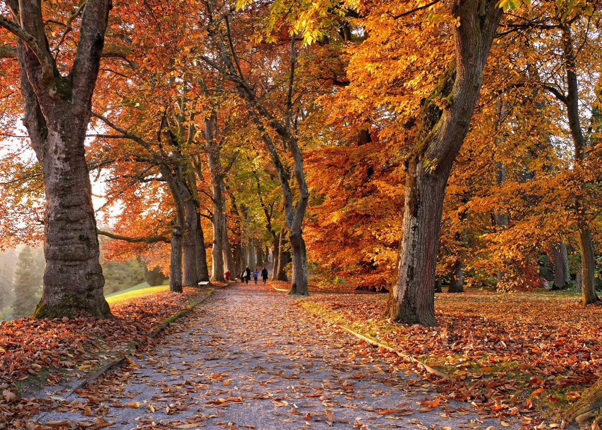 Mother__naure's tweet photo. Walking....
#autumn #nature #beautiful #chill #自然 #emotionalhealth #dropleaf #NFTphoto #nftphotography https://t.co/rYYJqioMsO