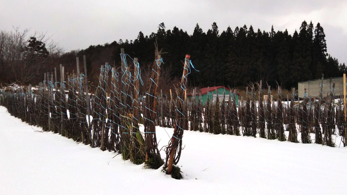 hiroso_Cassis's tweet photo. 弊社 #カシス 農場の写真
先日12月2日は雪景色
本日は溶けて薄らと雪が
積もっている状況
本格的な雪はこれからですが、
春に向けての準備も進めて行く時期
作業を先回りして準備していきます
#カシス #国産 #GoodCassis #blackcurrant #Ribesnigrum https://t.co/MiibeJfuPr