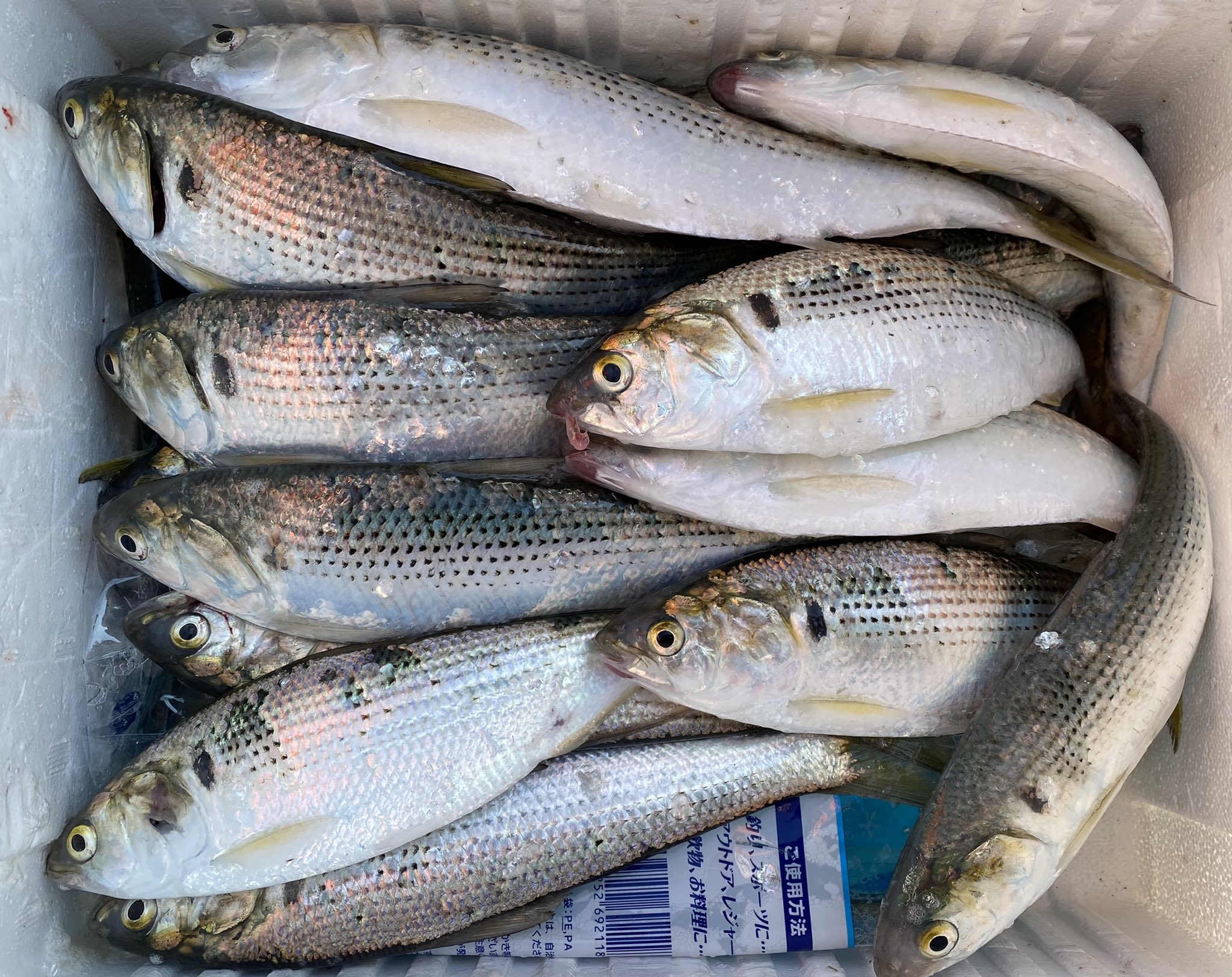 サビキ釣り Twitter Search Twitter
