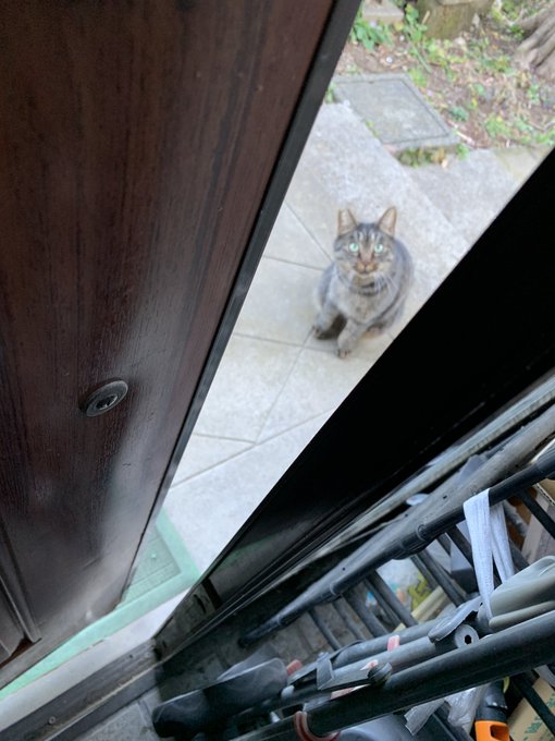 最近ごはんを貰いにくる地域猫、扉開けるとごはんまだですか〜?って覗きにくるようになった 