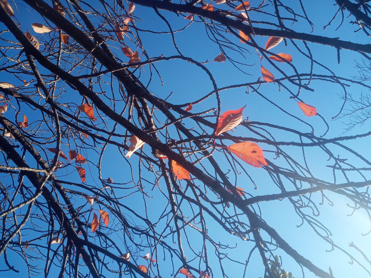 hako42755661's tweet photo. 毎日Twitterの皆様から
自分にとってプラスになる
言葉や写真を
沢山受け取っています
先程はLINEで
ほんとに
インターネット
SNSの素晴らしさ
実感しています
多くの方に感謝しています
#桜の木
#2021年12月4日撮影
#たけうちーむ
#posii(ポジー)
#htystyle
#仲間募集中
#お問合せお気軽にDM下さい https://t.co/FQjQvRUhm9
