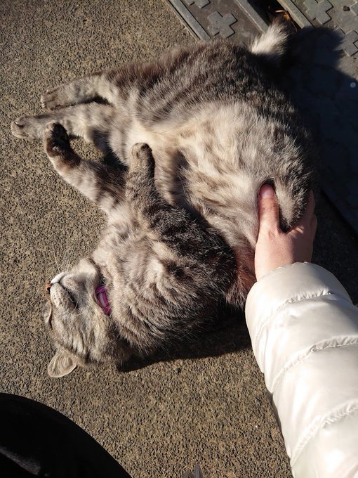 モフモフが日差しをめいっぱい浴びて転がっていたので「ほっかほっかみ～ほっかほっかみ～」とオリジナルソングを口ずさみながら上機嫌でなでくりまわしていたらちょうどごはん担当おじさんが出てきたのでうっかり聞かれたかもしれない
でもクソデブデッカイニャンの歌の方じゃなくてよかった 