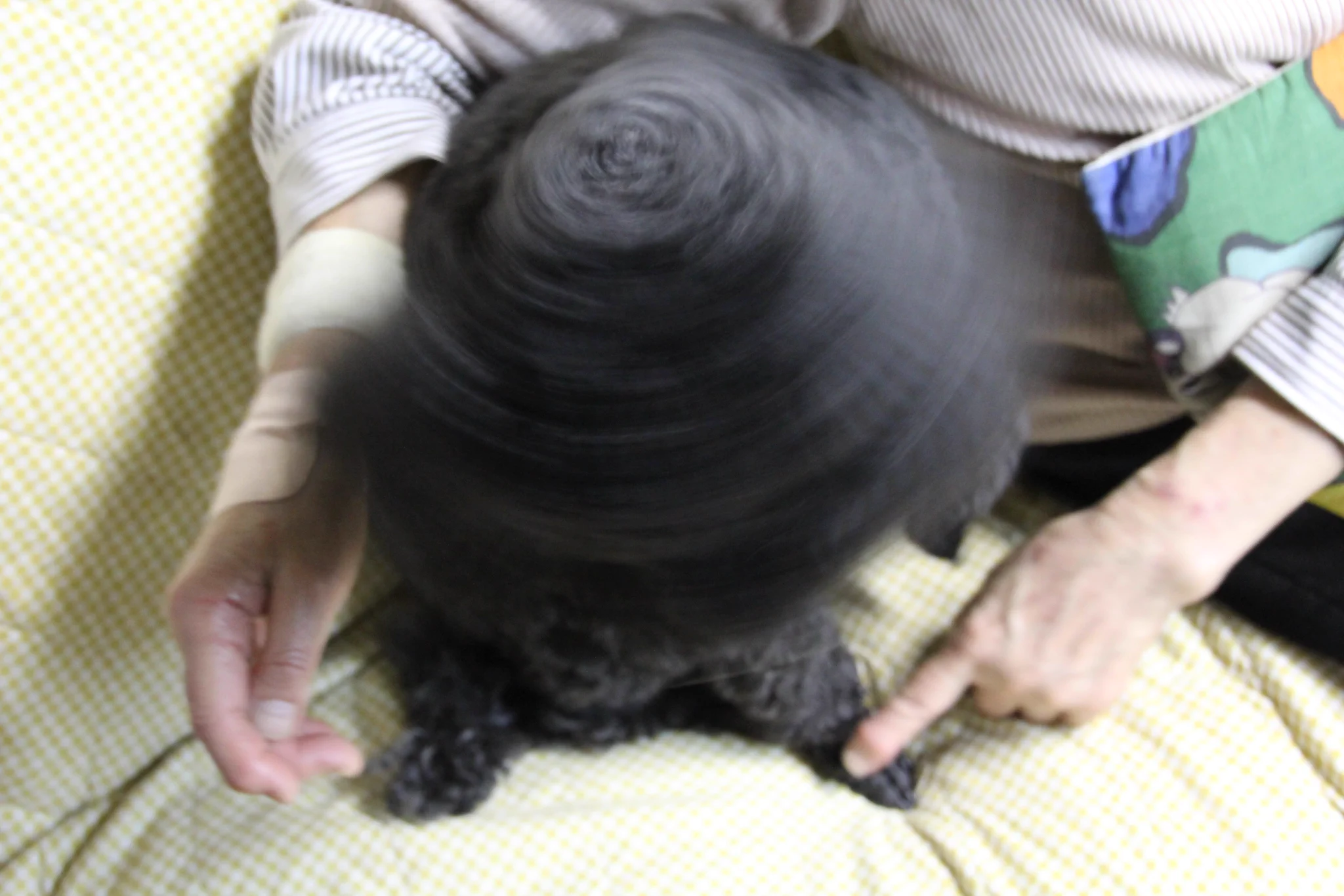 @mitoconcon @hbT6tFsPl8Ls2EG ウチにおったクロちゃんも台風か😅 