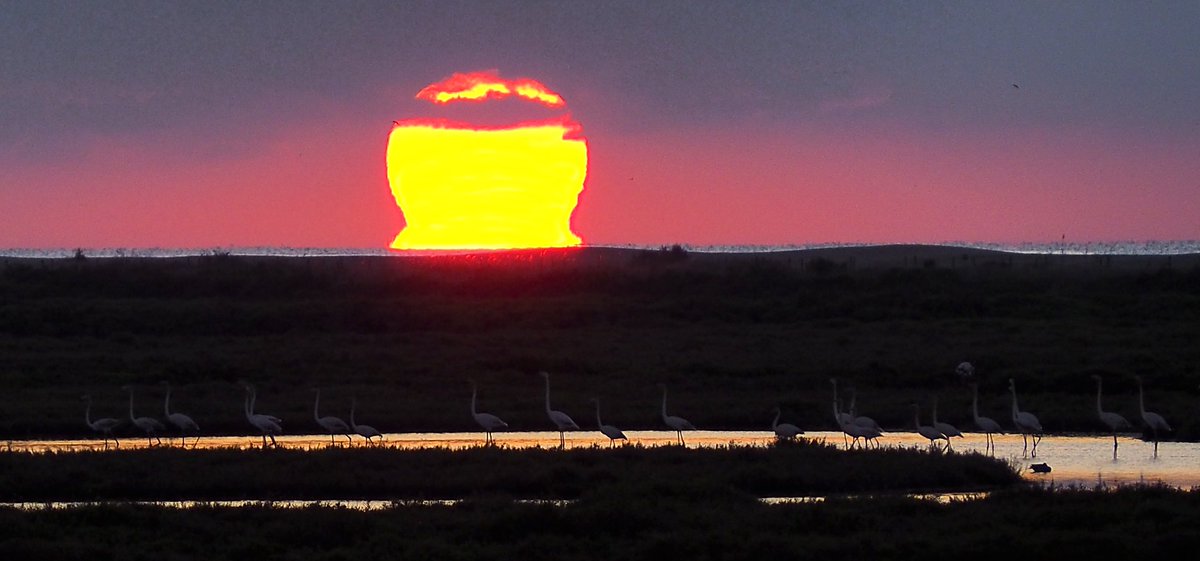 Matins al Delta de l'Ebre 
Bon dia família.....
#deltadelebre #paisatge #paisatgesdecatalunya #Catalunya