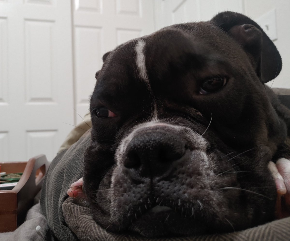 KreepyKimSofia's tweet photo. Okay Twitter... The name the shelter gave her is Turtle, I'm not in love with it.
She is about 3, pitbull-mix, sweet and loving, and she needs a name, help me out. She needs a first and last name, something with sass❤️
#NeedsANewName https://t.co/DbLppRVeqa