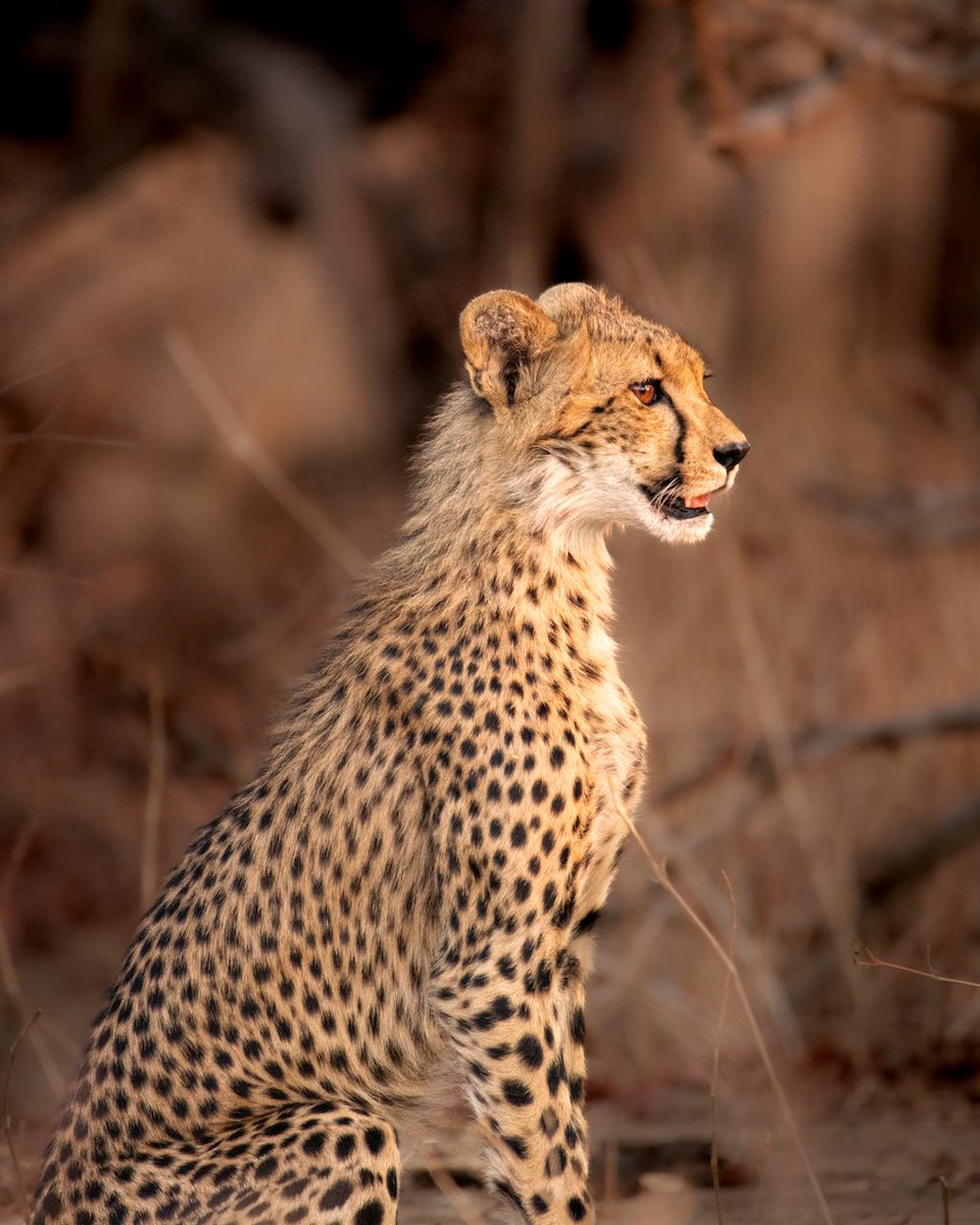 It’s International Cheetah Day! 🥳 Did you know Malawi’s cheetah population was revived just four years ago?

By the 1990s, there were no cheetahs left in Malawi and the species had become locally extinct. But 2017 marked a turning point… 👀👇