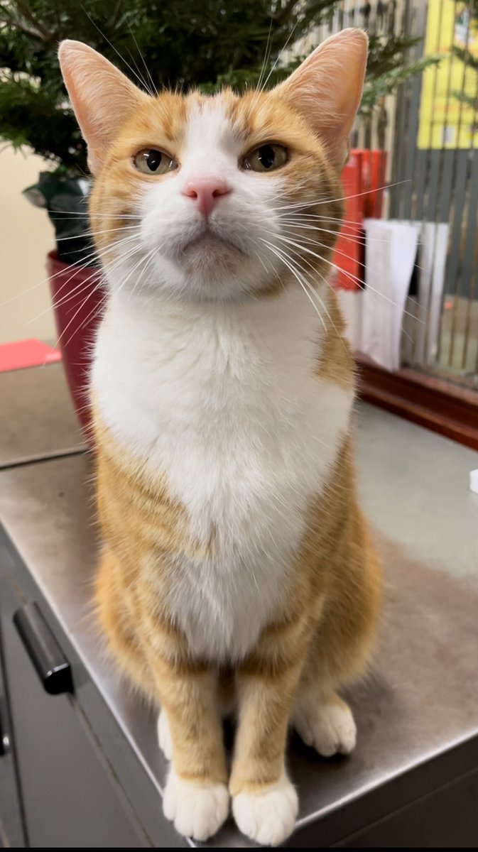 Good morning &amp; welcome to #Caturday 

Don't be so busy making a living that you forget to make a life. 
Slow down and enjoy each day. 

#CatsOfTwitter #cats