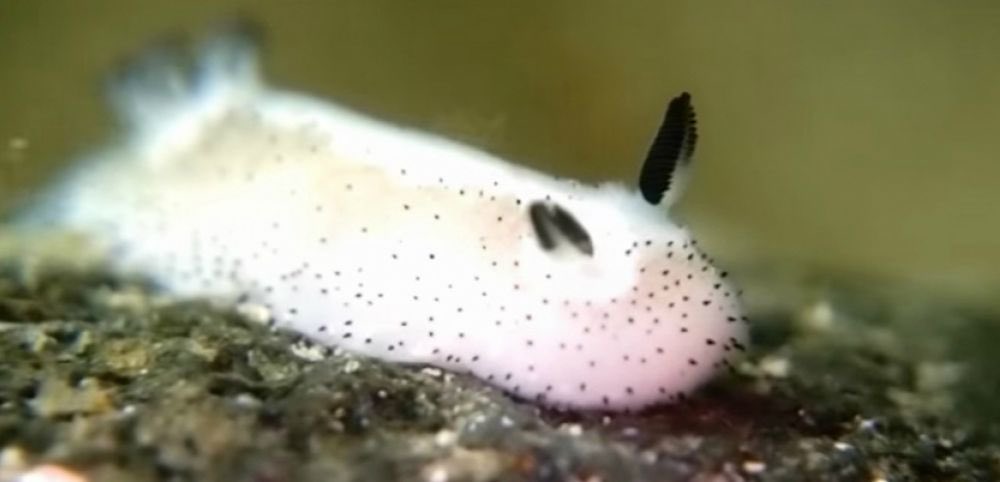 SaleHeretique's tweet image. peut-on prendre 2min et parler du lapin de mer svp ?