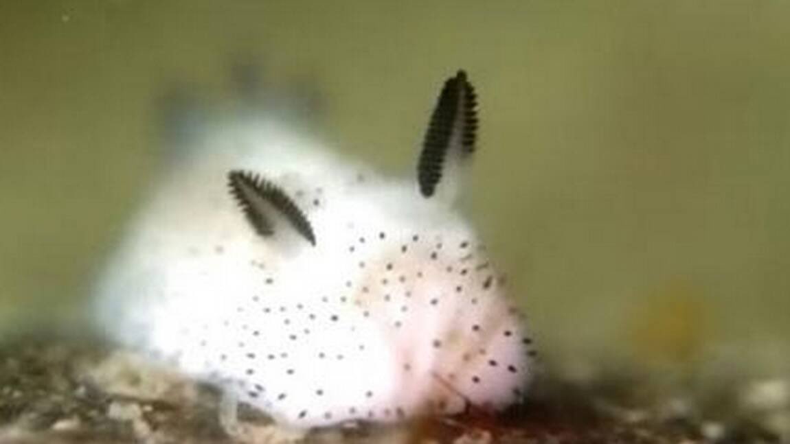 SaleHeretique's tweet image. peut-on prendre 2min et parler du lapin de mer svp ?