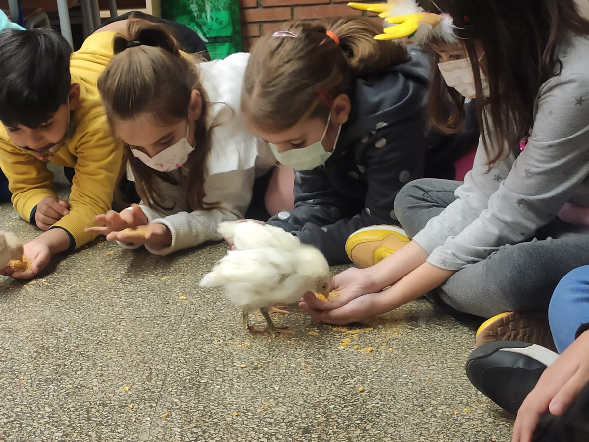 grasisoler's tweet photo. Yogui, Hippie, Gras que tingueu una vida plena de moments bonics com els que hem compartit junts/es! #pollets #treballperprojectes #aprenentaestimar #gestionantemocions #benestaranimal https://t.co/Gum0YeP0qk