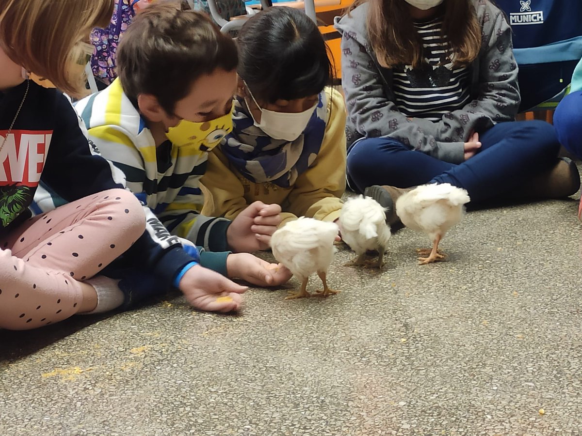 grasisoler's tweet photo. Yogui, Hippie, Gras que tingueu una vida plena de moments bonics com els que hem compartit junts/es! #pollets #treballperprojectes #aprenentaestimar #gestionantemocions #benestaranimal https://t.co/Gum0YeP0qk