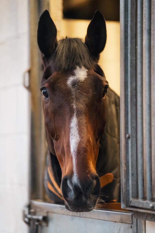 chrisjames73's tweet photo. Our superstar returns to action today after a well earned summer break!! I really hope he can run a good race! Good luck @pinch1234! Safe trip around ❤️🐎💪 @OBMRacing https://t.co/inKiwTymnl