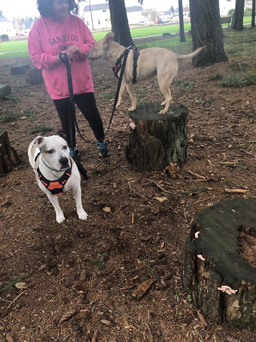 PhyllisSanJuan's tweet photo. At the he park. #RescueDog #AdoptDontShop #lovemydogs #animallover #americanstaffordshireterrier #pittiemix #dogsofpnw #dogsoftwitter @Erin_Kitsune https://t.co/oEt68gEv2S