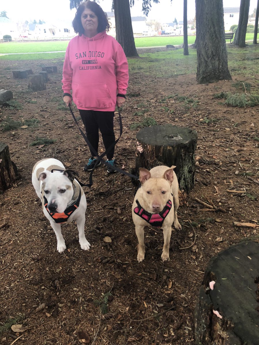 PhyllisSanJuan's tweet photo. At the he park. #RescueDog #AdoptDontShop #lovemydogs #animallover #americanstaffordshireterrier #pittiemix #dogsofpnw #dogsoftwitter @Erin_Kitsune https://t.co/oEt68gEv2S