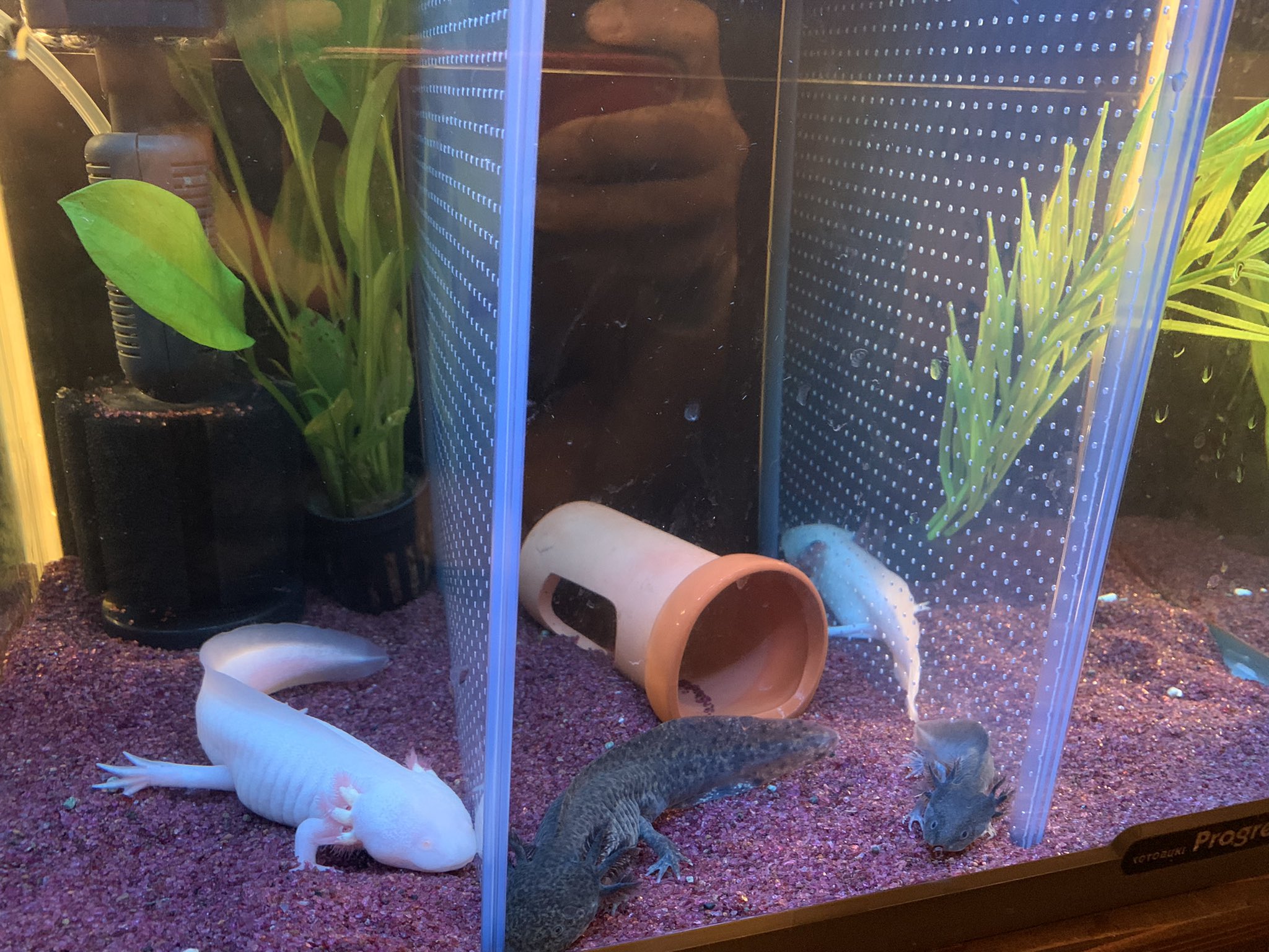 桃太郎商店 山神和弘 ウーパと金魚の水槽水換え 金魚は3年前にイベント屋台で取ったやつです 最近ヒーター入れたらめっちゃ動き良くなった ウーパールーパー 岡山 桃太郎 桃太郎商店 ラーメン T Co Qlahqg7145 Twitter