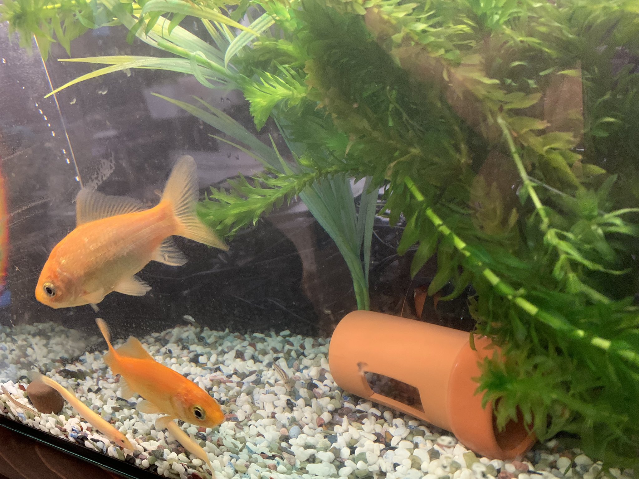 桃太郎商店 山神和弘 ウーパと金魚の水槽水換え 金魚は3年前にイベント屋台で取ったやつです 最近ヒーター入れたらめっちゃ動き良くなった ウーパールーパー 岡山 桃太郎 桃太郎商店 ラーメン T Co Qlahqg7145 Twitter