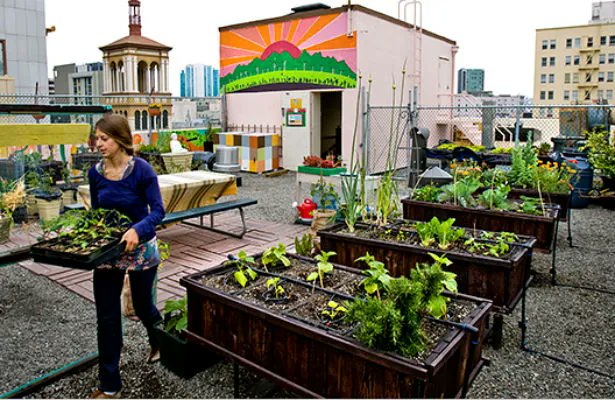 bpagricolas's tweet photo. Mi casa, mi huerta. Técnicas de agricultura urbana
https://t.co/GZ0ozckxJd https://t.co/pO9oqR8qsh