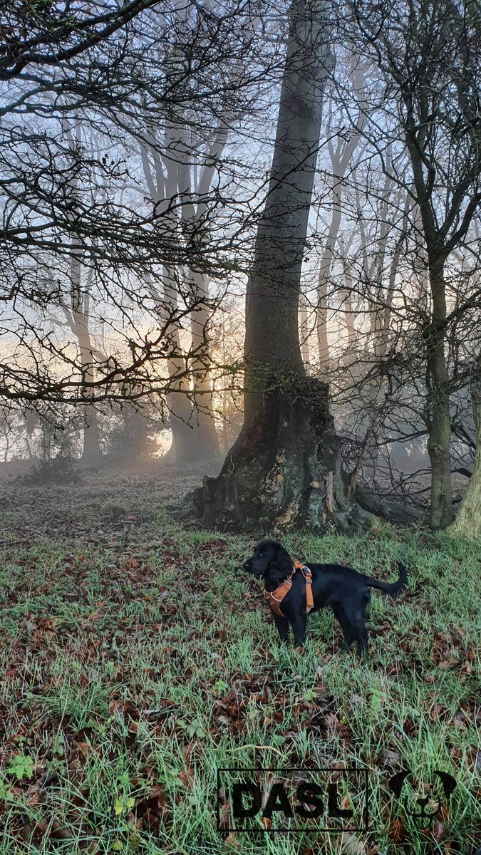lab577's tweet image. My friend said he once threw a stick two miles and his dog still brought it back… Seems a bit far-fetched to me!

#DASLDog