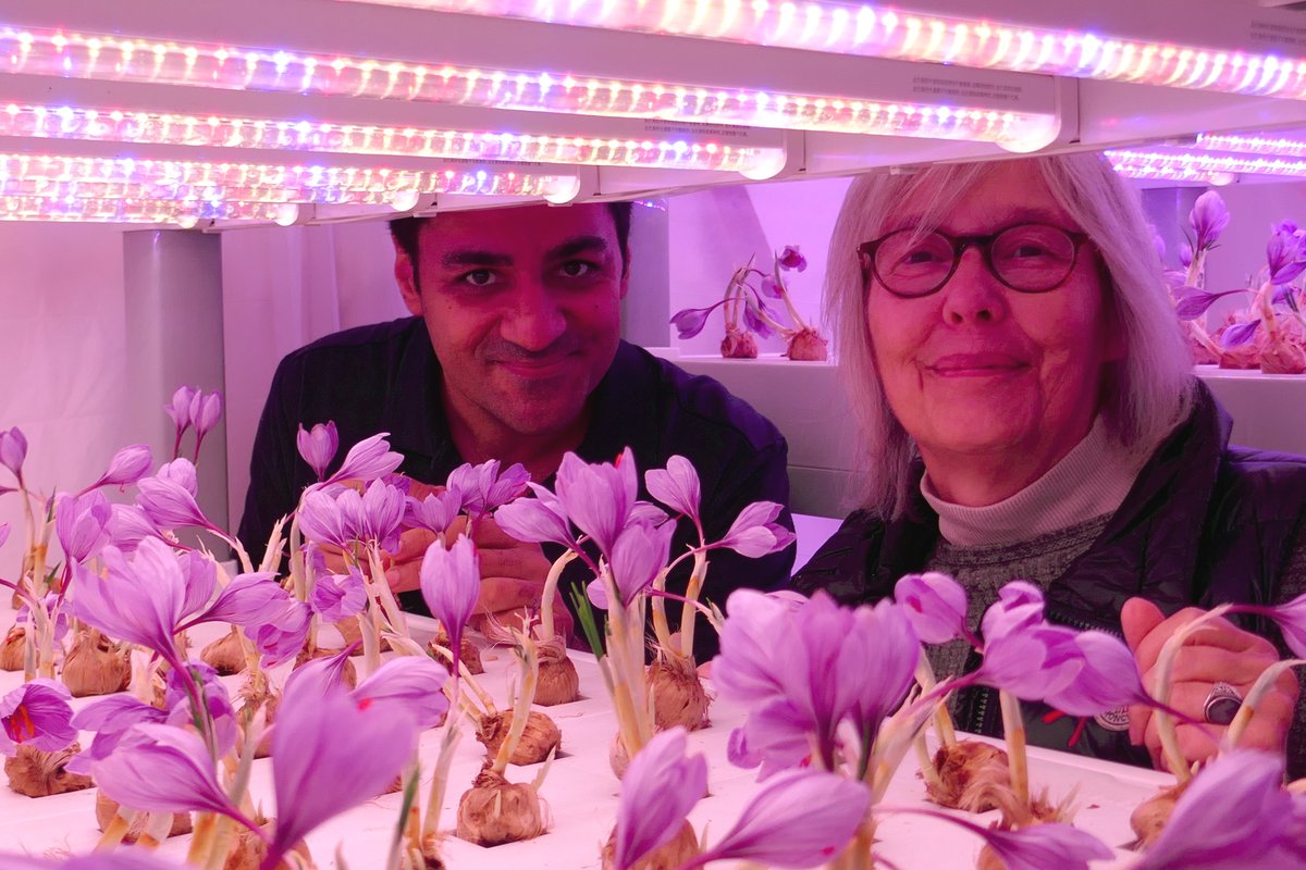 x.com/intent/tweet?t… Get ready for our Workshop  "How to grow saffron indoors!" Get your ticket!