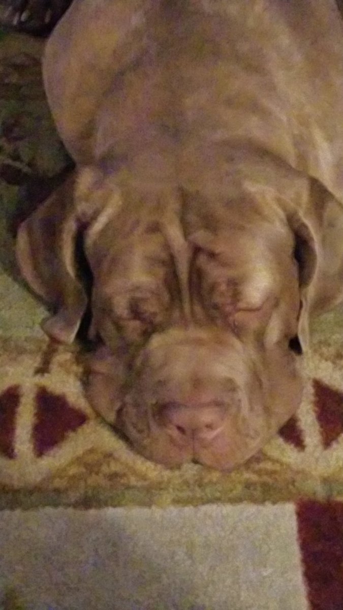 Treacymfust's tweet photo. Slumber party with #myfriendSam. At 1 years old, this big puppy can rest his head comfortably on the kitchen counter. He's a big boy who just wants to be loved on. https://t.co/tN6lKtKSp5