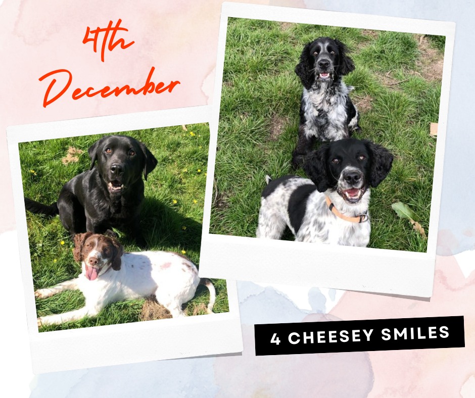 Wagtail_Courses's tweet photo. 4th December . . .
#snifferdogs #wagtailuk #detectiondogs #advent #Christmasdogs l #snifferdog #detectiondog #dogs #dogsofinstragram #instadog #christmas #christmascountdown #cheesey https://t.co/FZ8f1HWyBy
