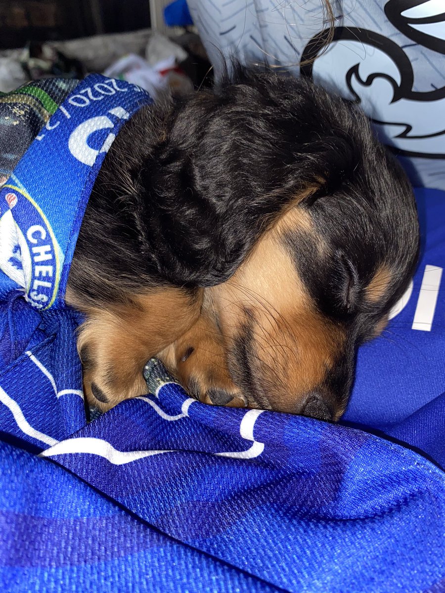 eriinbleevins's tweet photo. @NBCSportsSoccer #MyPLMorning Franklins first Chelsea game!! #Goblues #Upthechels https://t.co/XNT1mvcPtE